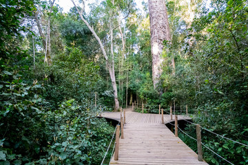 Path to the giant Yellowwood tree in Tsitsikamma, South Africa