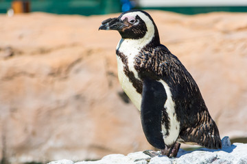 African Penguins in Port Elisabeth, South Africa