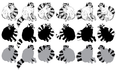Set of Hand drawn Ring-tailed lemur