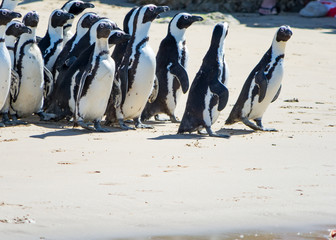 African Penguins in Port Elisabeth, South Africa