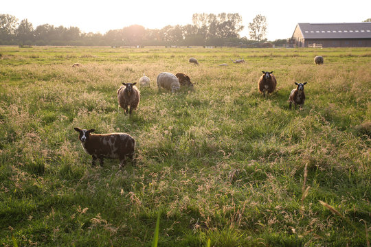Schapen in de wei