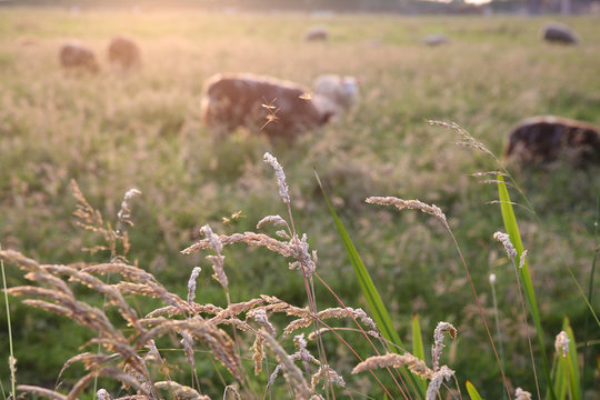 Dansende muggen bij ondergaande zon