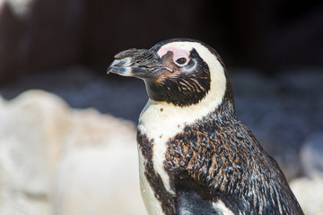 African Penguins in Port Elisabeth, South Africa