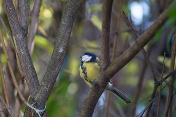 great tit, blue tit resting on branch among the trees