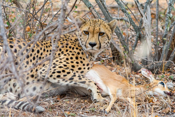 Cheetah with a steenbock in Kruger National Park, South Africa