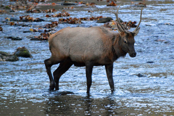 Closeup of a male elk crossing a river in the Blue Ridge Parkway, USA