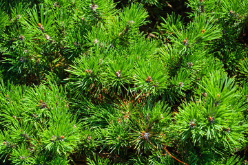 Bright green texture, background the branches of young pine