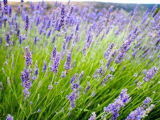 abeja y flores de lavanda