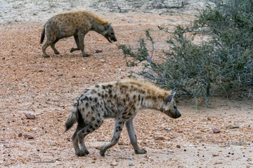 Hayena in Greater Kruger National Park, South Africa