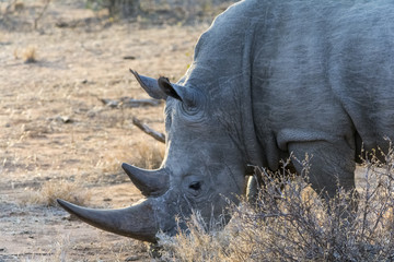 Fototapeta premium Rhinoceros in Greater Kruger National Park, South Africa
