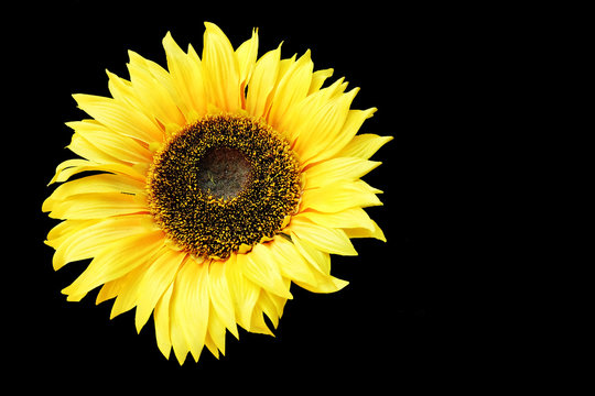 Sunflower on black background.