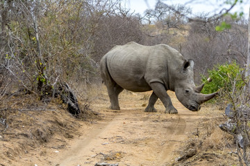 Fototapeta premium Rhinoceros in Greater Kruger National Park, South Africa