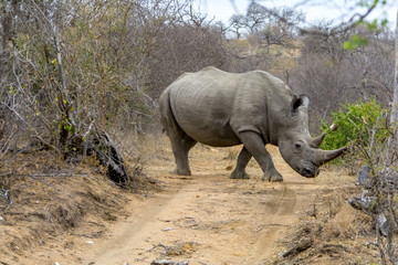 Naklejka premium Rhinoceros in Greater Kruger National Park, South Africa