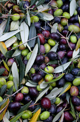 OLIVE APPENA RACCOLTE
