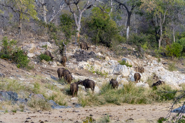 African Buffalo at Kruger National Park, South Africa