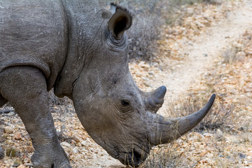 Rhinoceros in Greater Kruger National Park, South Africa