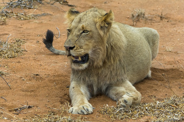 Portraiture of young male lion in Kruger National Park, South Af
