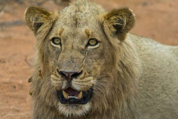 Obraz na płótnie Canvas Portraiture of young male lion in Kruger National Park, South Af