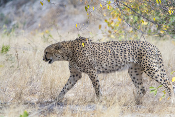 Cheetah in Kruger National Park, South Africa