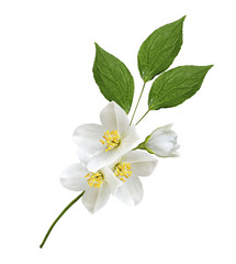 Obraz na płótnie Canvas branch of jasmine flowers isolated on white background