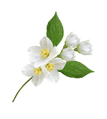Naklejka na ściany i meble branch of jasmine flowers isolated on white background