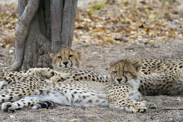 Cheetah in Kruger National Park, South Africa
