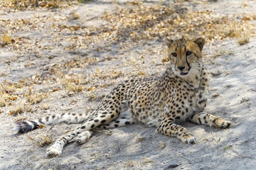 Cheetah in Kruger National Park, South Africa