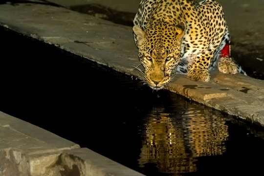 African Leopard drinking at night in greater Kruger National Par