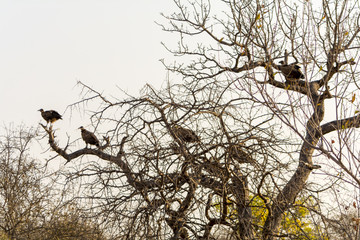 Vultures sitting in a tree in Greater Kruger National Park, Sout