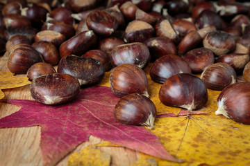 Pile of chestnuts on maple leaves