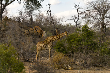Giraffe in Greater Kruger National Park, South Africa