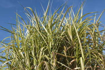 Plante sur fond de ciel bleu