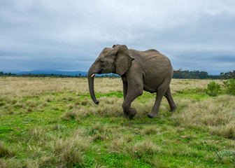 Fototapeta na wymiar Knysna Elephant Sanctuary, South Africa