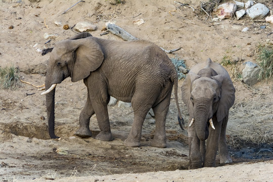 Elephant in Greater Kruger National Park, South Africa