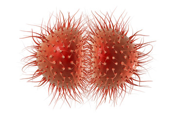 Bacteria Neisseria gonorrhoeae or Neisseria meningitidis, gonococcus and meningococcus, 3D illustration. Bacteria which cause gonorrhoeae. Bacteria which cause meningitis