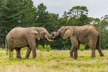 Knysna Elephant Sanctuary, South Africa