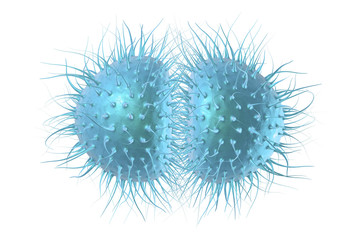 Bacteria Neisseria gonorrhoeae or Neisseria meningitidis, gonococcus and meningococcus, 3D illustration. Bacteria which cause gonorrhoeae. Bacteria which cause meningitis