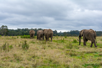 Fototapeta na wymiar Knysna Elephant Sanctuary, South Africa