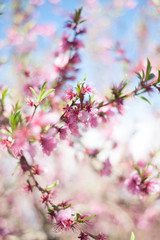 Obraz premium Pink flowers 