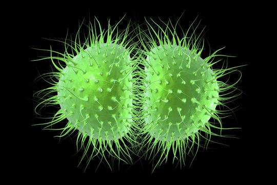Bacteria Neisseria gonorrhoeae or Neisseria meningitidis, gonococcus and meningococcus, 3D illustration. Bacteria which cause gonorrhoeae. Bacteria which cause meningitis