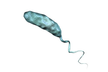 Vibrio cholerae bacterium isolated on white background, 3D illustration. Bacterium which causes cholera