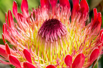 South African Flora close to Hermanus