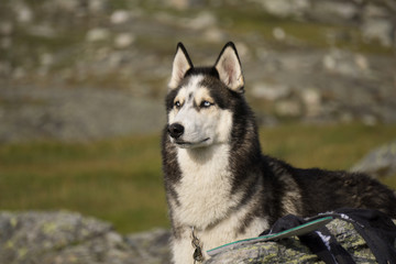Husky in the wildness