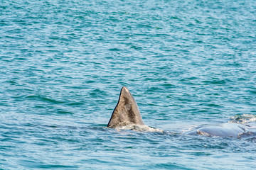 Fototapeta premium Southern Right Whale in Hermanus South Africa