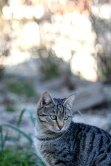 Tabby cat sitting in a garden. Selective focus.
