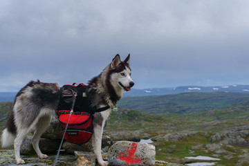 Dog in the mountain