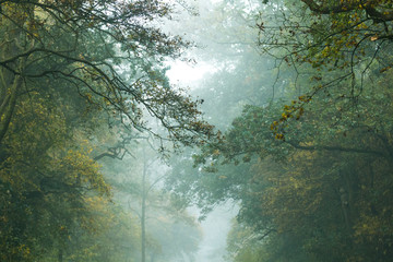 Misty Forest Canopy In Autumn