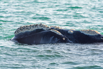 Obraz premium Southern Right Whale in Hermanus South Africa