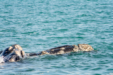 Southern Right Whale in Hermanus South Africa