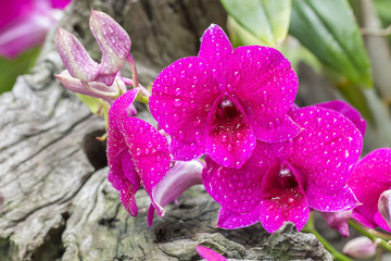 Purple orchid, Dendrobium sonia.